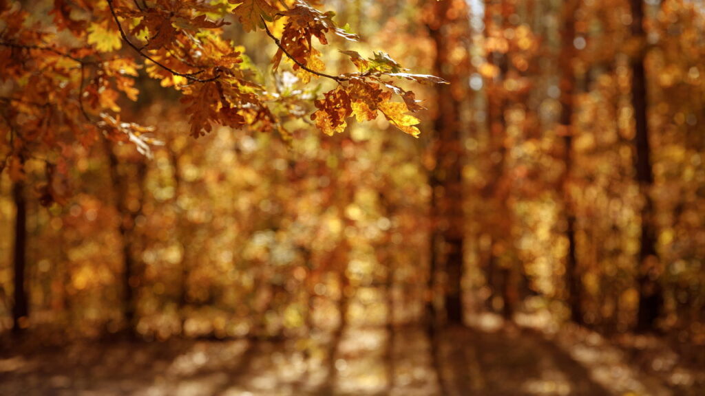 Saiba qual estação do ano mais combina com você pela sua data de nascimento
