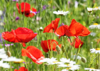 Essa dica é infalível para cultivar essa flor decorativa sem gastar muito!