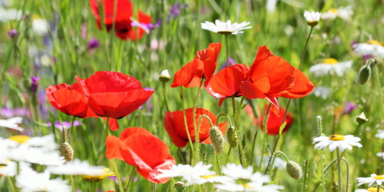 Essa dica é infalível para cultivar essa flor decorativa sem gastar muito!
