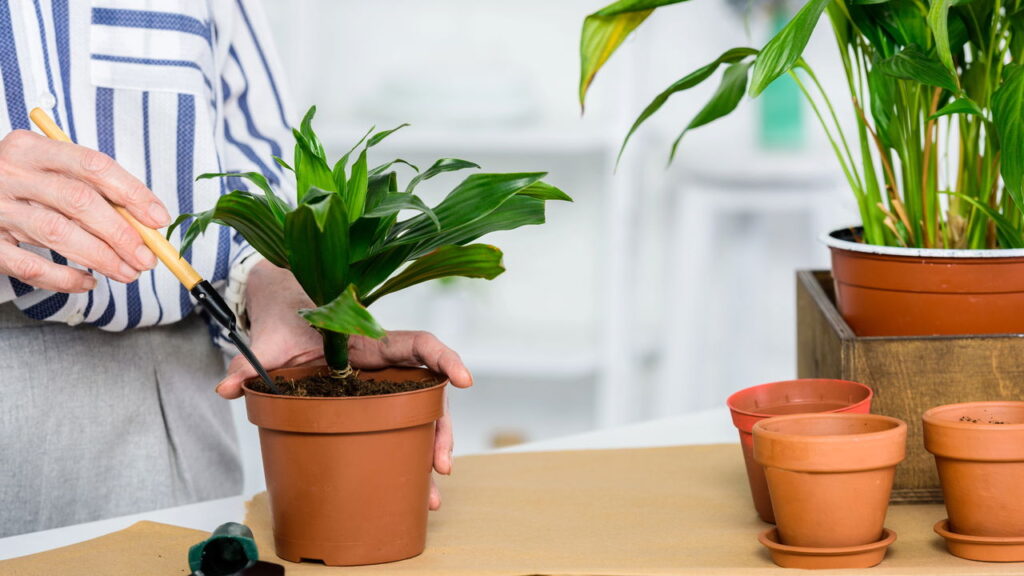As 7 plantas que prosperam e melhoram o ar em ambientes úmidos da sua casa!