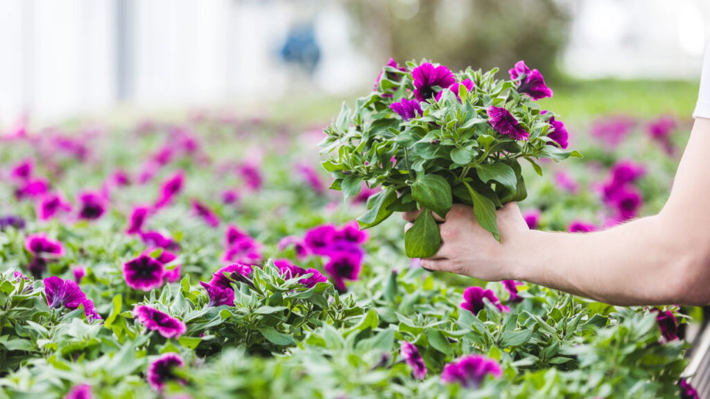 Flor que transforma jardins pode brilhar no seu com essas dicas cuidados simples!