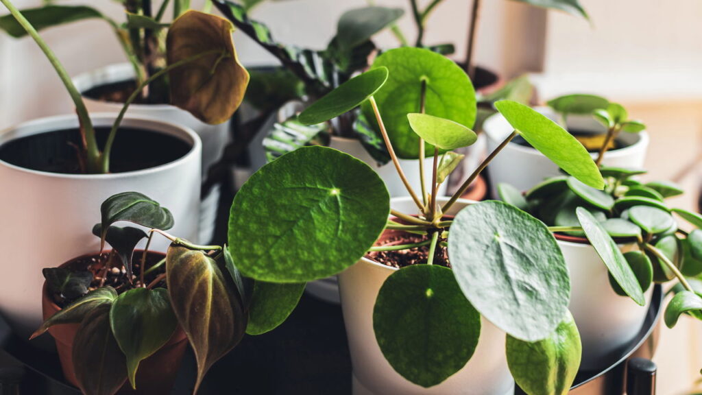 As 6 plantas ideais para decoração moderna