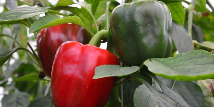 Embora seja usado como legume essa fruta tem sabor único e cultivo fácil