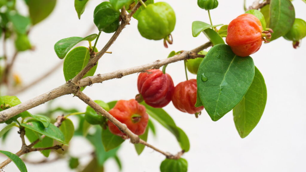 Tenha pitangas docinhas em casa com colheita em um ano