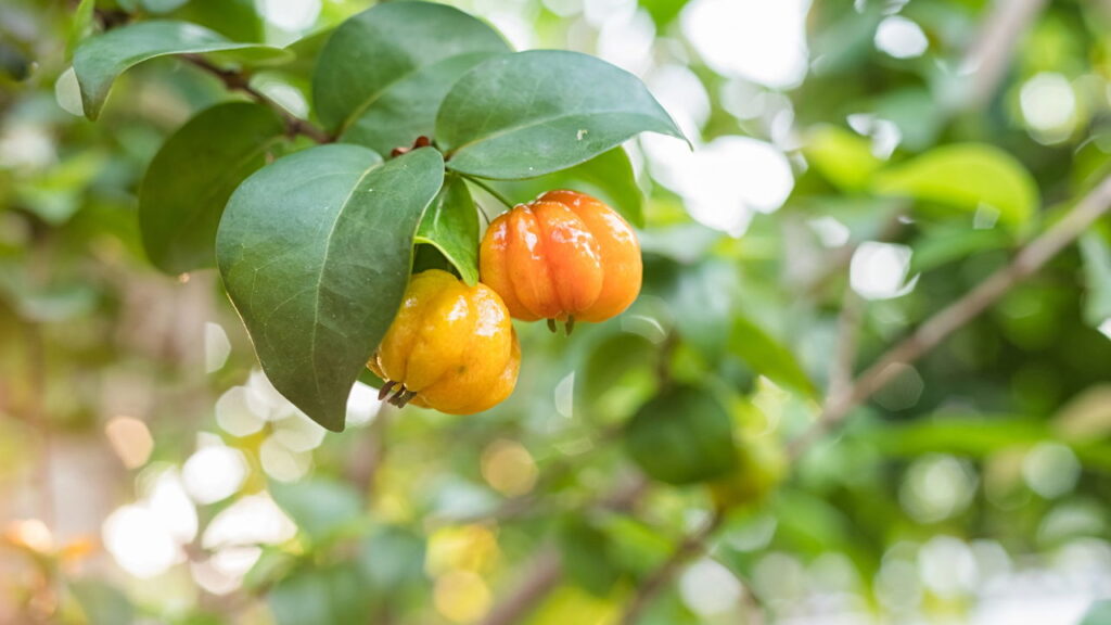 Fruta de sabor marcante e alta nutrição ainda é fácil de cultivar em seu quintal