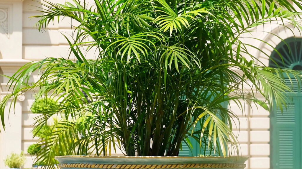 As 3 plantas que renovam o ar e trazem frescor ao seu lar