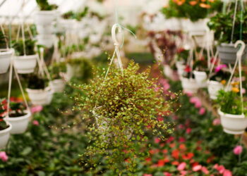 As 3 plantas que trazem cores vibrantes ao seu jardim no outono