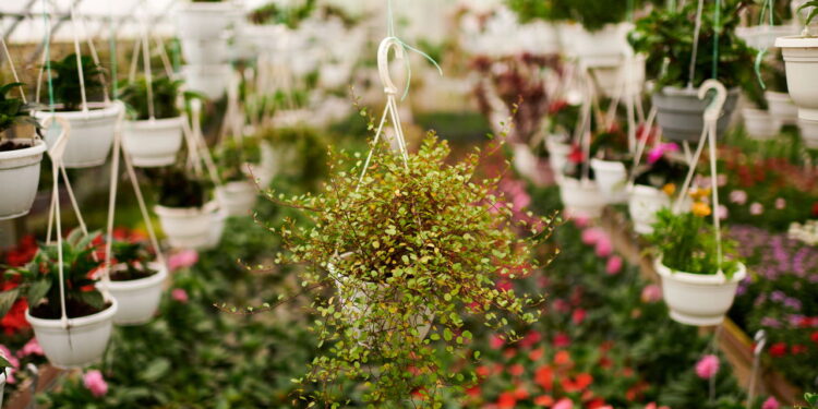 As 3 plantas que trazem cores vibrantes ao seu jardim no outono