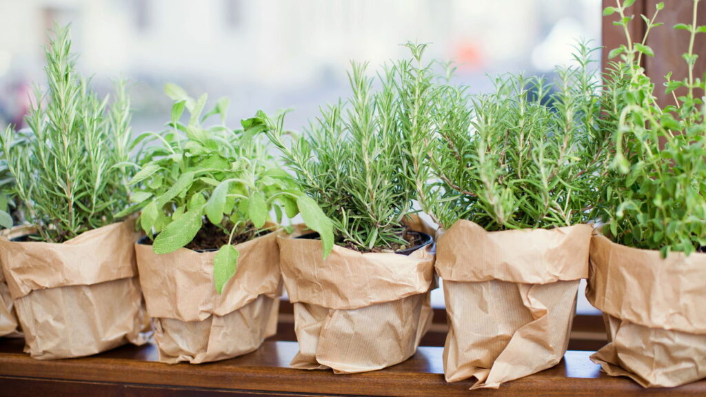 As 5 plantas que você pode cultivar na sua cozinha e ainda temperar suas receitas!