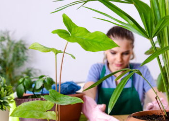 As 6 plantas que você pode cultivar para melhorar a sua imunidade naturalmente