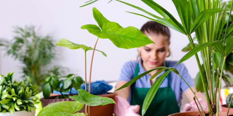As 6 plantas que você pode cultivar para melhorar a sua imunidade naturalmente