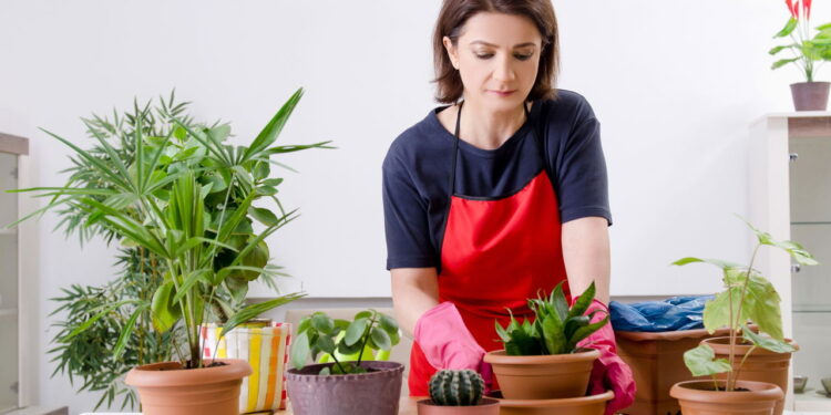 As 4 plantas que ajudam a aumentar a umidade do ar e prevenir resfriados!