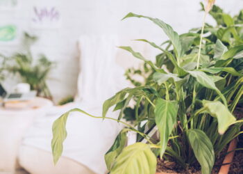 5 plantas que transformam seu lar em um refúgio livre de mosquitos e borrachudos!