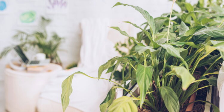 5 plantas que transformam seu lar em um refúgio livre de mosquitos e borrachudos!