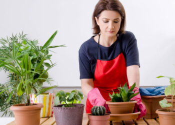 Respire melhor com as 6 melhores plantas que limpam o ar da sua casa!