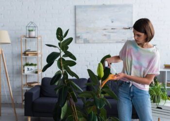 As 6 plantas ideais para ambientes com pouca luz e espaço!