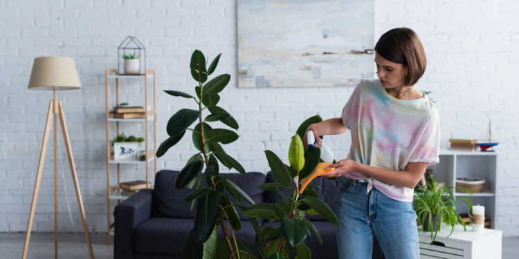 As 6 plantas ideais para ambientes com pouca luz e espaço!