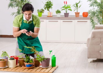 As 3 plantas que floriram e ficam visualmente atraentes mesmo em clima frio!