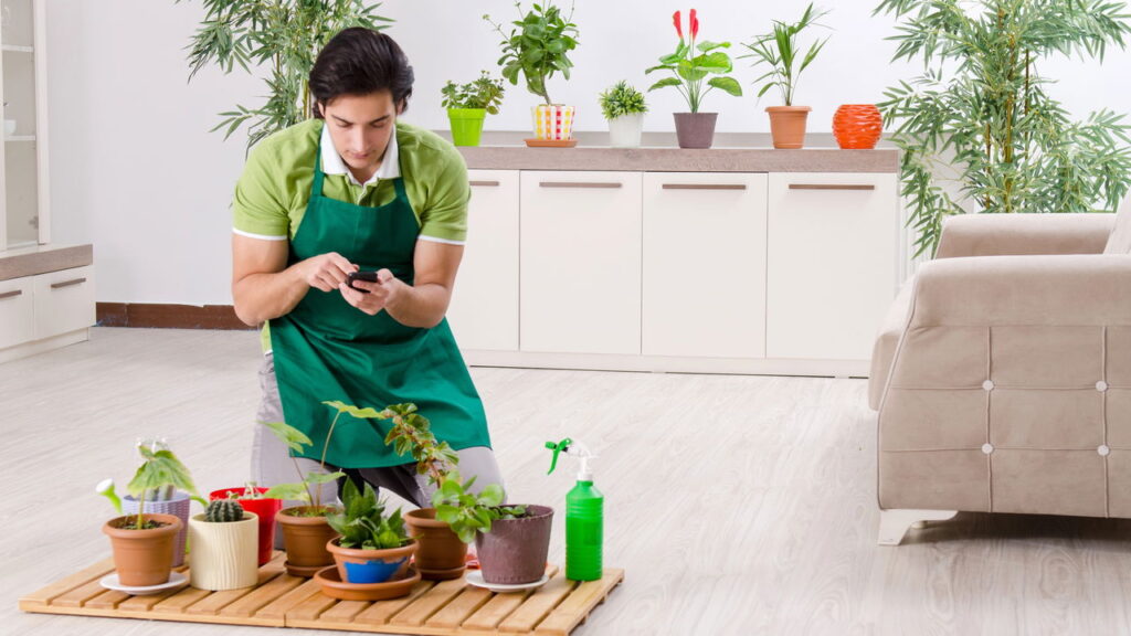 As 6 plantas ideais para ambientes com pouca luz e espaço!