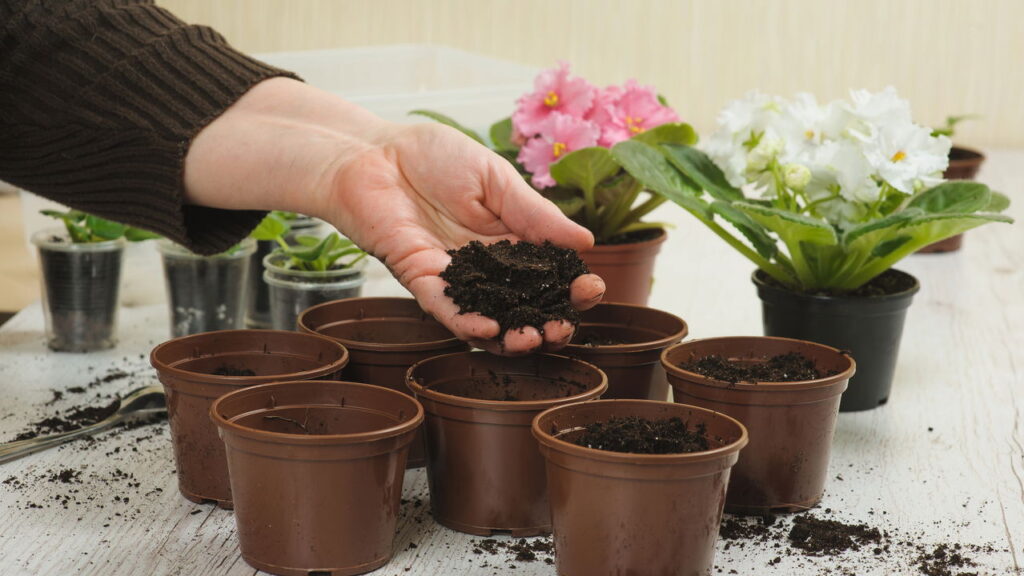 As 3 plantas de folhagem exótica para decorar os interiores da sua casa!