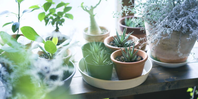 As 3 plantas que florescem muito melhor quando o frio chega