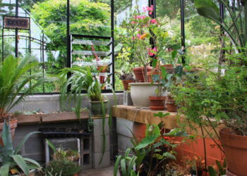 As 3 plantas que transformam o inverno em um espetáculo de cores