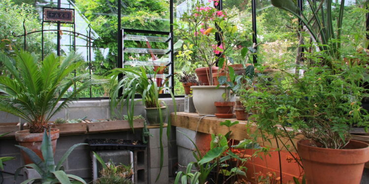 As 3 plantas que transformam o inverno em um espetáculo de cores