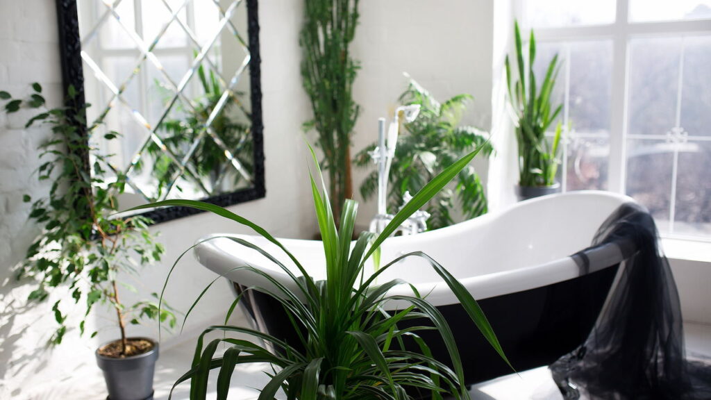 Transforme seu banheiro: 8 plantas que prosperam na umidade e na sombra!