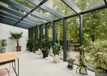 As 5 plantas que ajudam a manter a temperatura do ambiente mais agradável!