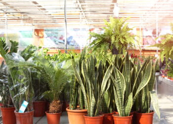 As 3 plantas que purificam o ar como nunca e deixam qualquer ambiente saudável