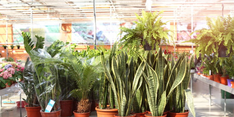 As 3 plantas que purificam o ar como nunca e deixam qualquer ambiente saudável