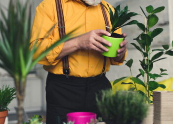 3 plantas que transformam cantinhos em espaços aconchegantes e verdes
