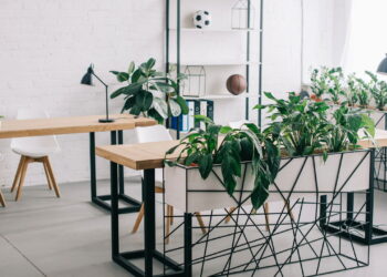 As 3 plantas que se adaptam a ambientes internos com pouca luz