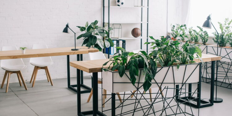 As 3 plantas que se adaptam a ambientes internos com pouca luz