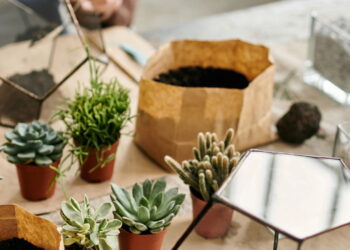 As 4 plantas ideais para jardins verticais e pequenas hortas urbanas!