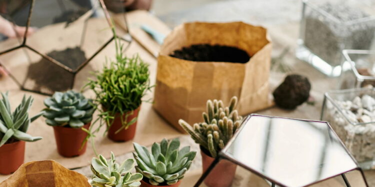 As 4 plantas ideais para jardins verticais e pequenas hortas urbanas!