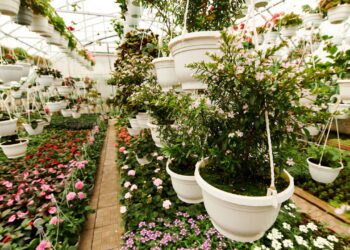 As 3 plantas que adoram ambientes ensolarados e crescem rápido