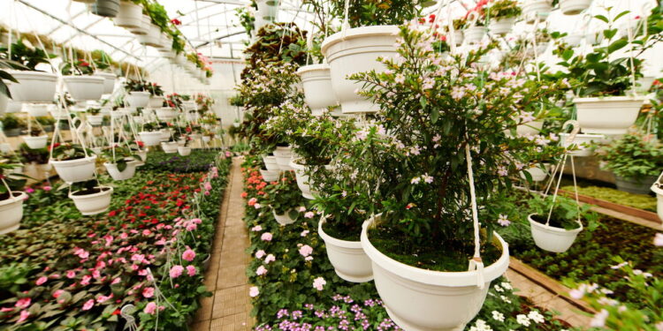 As 3 plantas que adoram ambientes ensolarados e crescem rápido