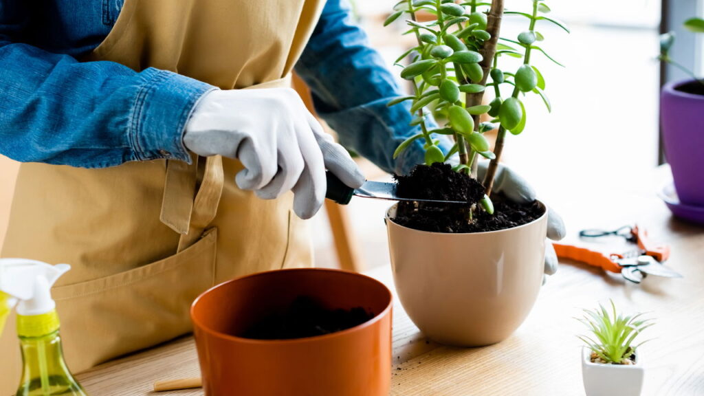 3 plantas que podem transformar seu jardim de primavera a verão