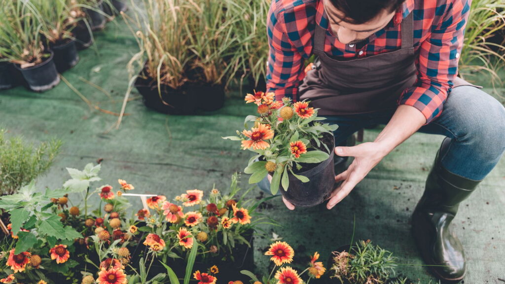 As 3 plantas que você precisa ter para flores durante todo o ano