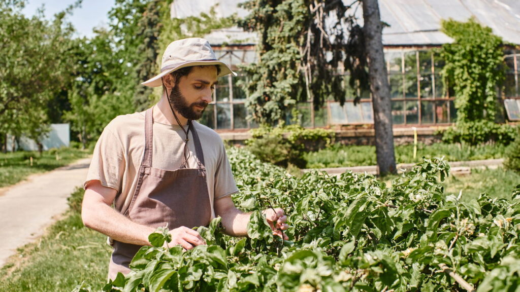 As 5 plantas que ajudam a manter sua casa mais fresca no verão!