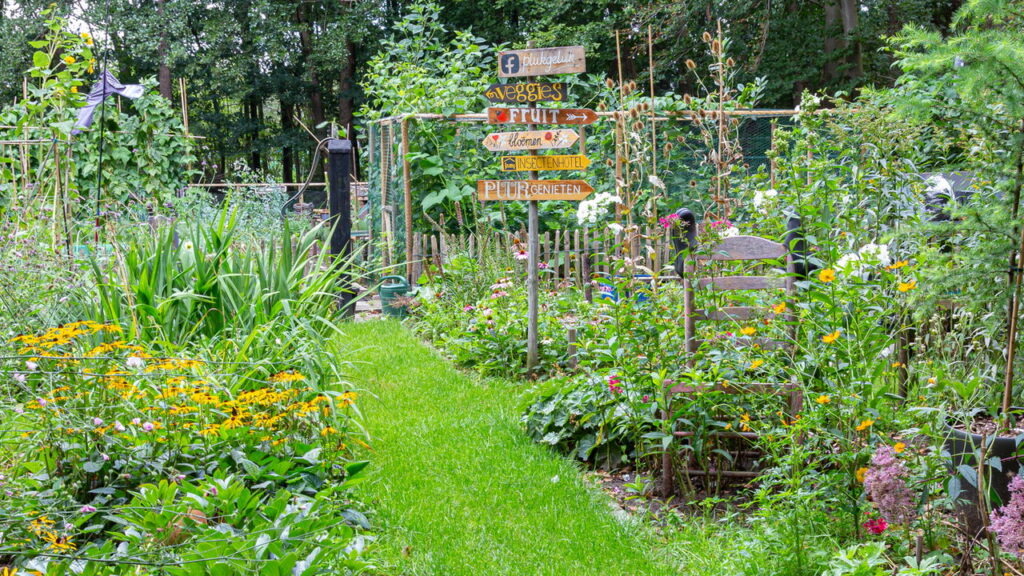 As 5 plantas que ajudam a manter sua casa mais fresca no verão!