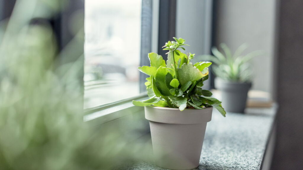 Transforme sua sala: 8 plantas que prosperam na umidade e na sombra menta