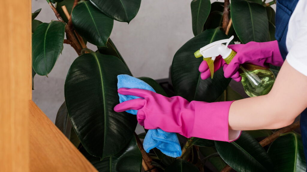 Transforme sua sala: 8 plantas que prosperam na umidade e na sombra menta