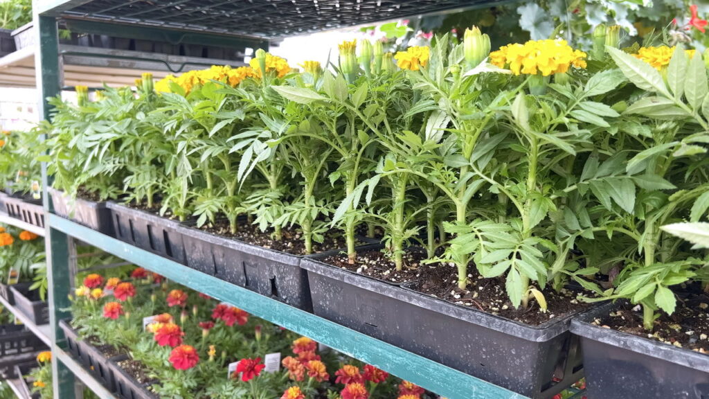 As 7 plantas que podem criam um lar aconchegante e saudável!