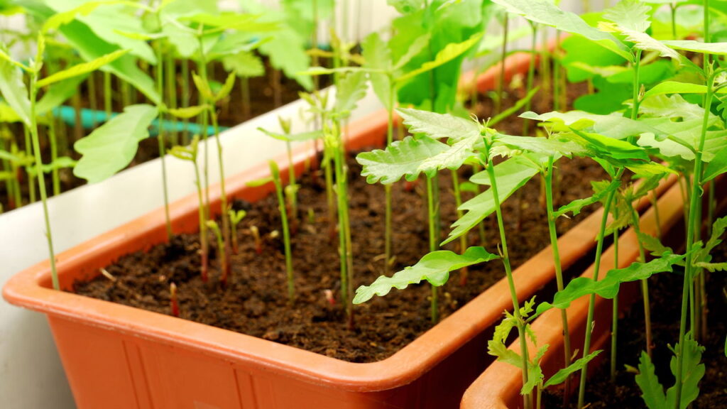 As 5 plantas ideais para quem quer começar a cultivar seu próprio alimento em casa