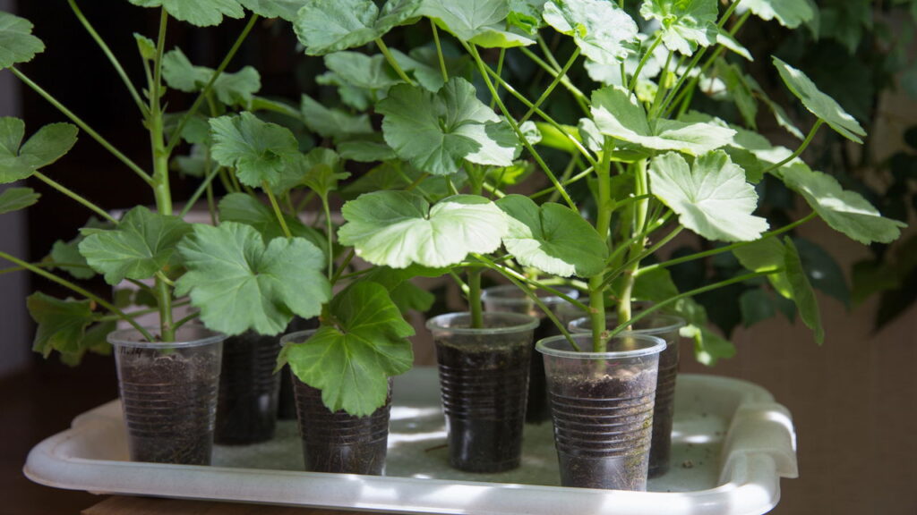 As 5 plantas ideais para quem quer começar a cultivar seu próprio alimento em casa