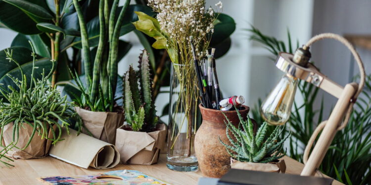 As 5 plantas mais resistentes para quem não tem muito tempo para cuidar delas