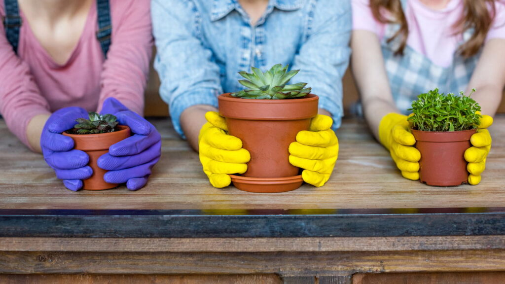 As 5 plantas ideais para quem quer uma decoração com baixo custo e fácil manutenção