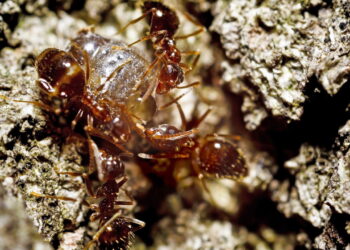 A forma mais eficaz de manter sua casa livre de pragas